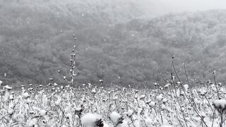 SNOW FALLS 2