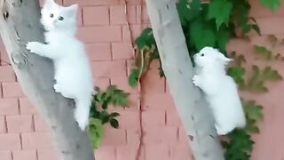 #shorts cat meme & kitten tik tok video???? funny cats meow baby cute compilation cat cash home