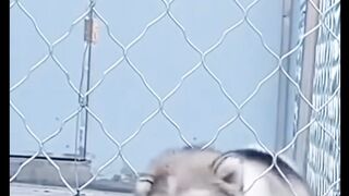 Funny Dogs and cats