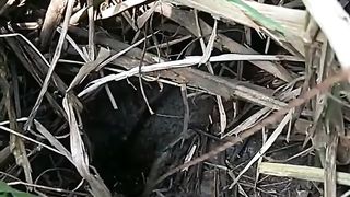 Shrub Eels in Palm Oil Plantations Must Be Super Jumbo