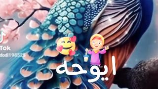 رمضان كريم