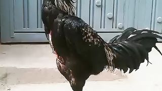 Standing near the gate