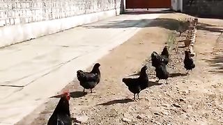 The chicken walk
