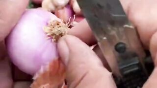 #how to onions at home #garden #short videos #shorts #how to #gardening