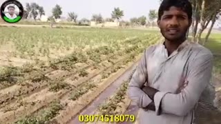 PAKISTANI PATOTOS