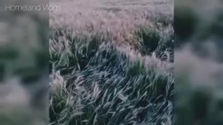 PAKISTAN WHEAT FIELD