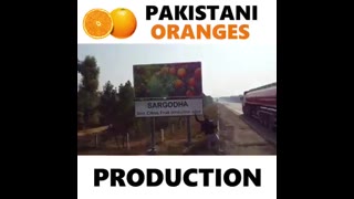 PAKISTANI PURE NATURAL ORANGES