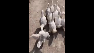 الاخيره حكايه ههههههههههههههههه