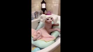 Amazing cat