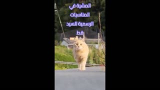 المشية في المناسبات الرسمية للسيد قط