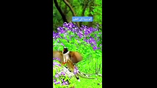 القران_الكريم