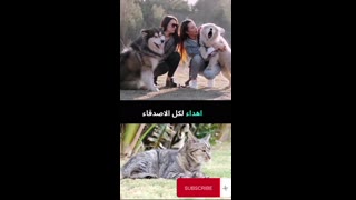 Beautiful dogs and cats