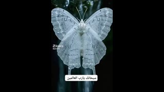 #Explore#KwaiFamilyContest #القرآن الكريم