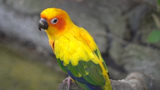 PolyParrot Paradise: Your Ultimate Destination for Parrot Lovers!