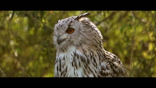 OwlWise: Exploring the Wisdom and Wonders of Owls