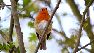 Discovering the Charms of Robins: A Close Encounter with Nature's Melodious Songbird