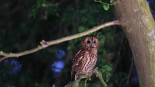 OwlWise Chronicles: A Deep Dive into the World of Owls