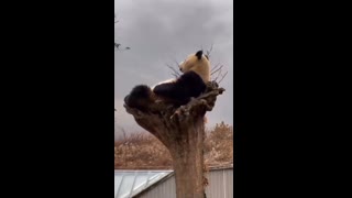 Panda sitting on his throne