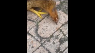 Attack: 100% Damage: 0%