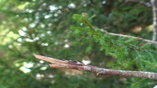 "Blue Tit Serenade: Perched in Nature's Symphony"