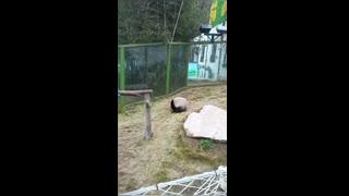 Pandas always being silly????????
