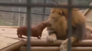 Oh, Nothing, Just a disabled 500-Pound Lion Hanging Out with His Dachshund Best Friends