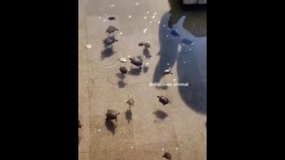 Turtle emergency, turtle emergency!