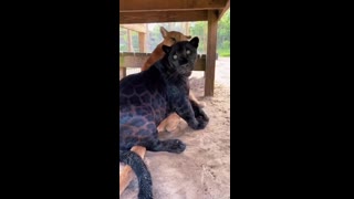 Jaguar and Puma are Best Friends!