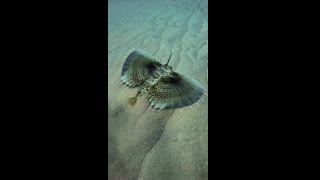 This giant sea moth looking thing is called Flying gurnards.