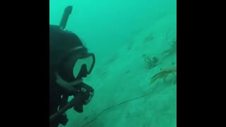 Curious tuna crabs inspecting a diver friend