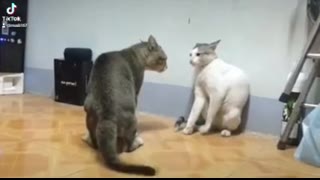 Combat entre chat