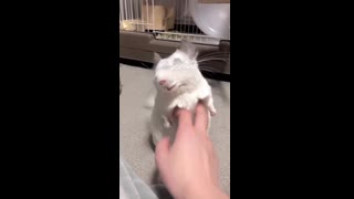 just a chill chinchilla chillin ????