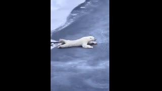Master Polar Bear Shows You How to Get Across Thin Ice