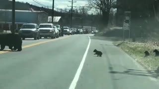 This momma bear trying her best to herd her cubs across a road