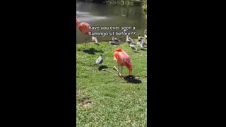 Ever seen a flamingo sit before?????