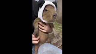 Baby Capybaras are so under appreciated.