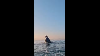 Great White Shark jumping out of the water ????????