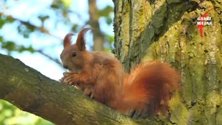 Enjoy squirrel moments in nature: Amazing footage of a squirrel eating its food