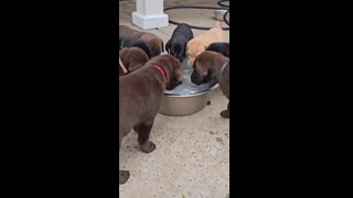 95,000 licks and the water level never changed