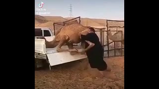L'homme le plus fort du monde