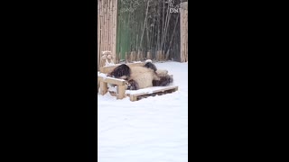 Just a Panda enjoying his first snowfall