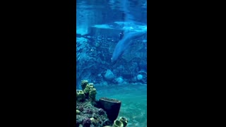 Neelee, the Dolphin practicing her water bending ????????