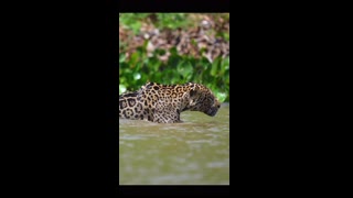 Leopard cheetah animal free stock video.الفهد من أكتر الحيوانات سرعة في الانقضاض على فريسته