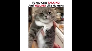 Funny cats talking and yelling like humans