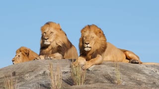 Lion Animal wild animal handsome lion free stock video. الأسد حيوان حيوان بري أسد وسيم