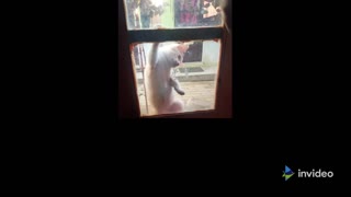 cats funny