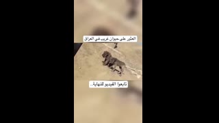 العثور على حيوان غريب في العراق