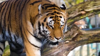 Tiger predator dangerous free stock video.النمر المفترس من أخطر الضواري في البرية