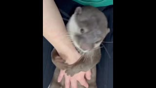 A sweet otter