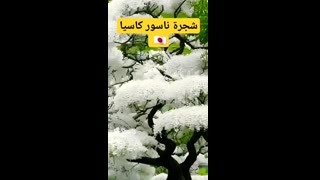 شجرة ناسور كاسيا